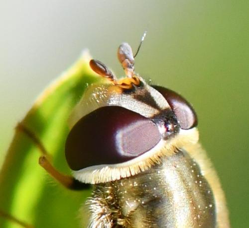 Syrphus vitripennis